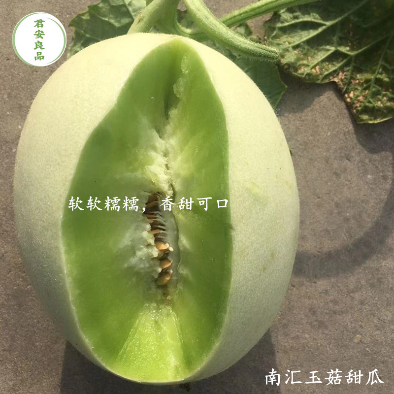 上海特产水果正宗南汇玉菇甜瓜净重10斤青皮绿肉软糯蜜甜-图0