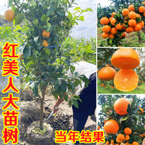 Special Red Beauty Citrus Sapling Graft Year Results Love Hime 38 Jelly Orange Elephant Mountain Red Beauty Mandarin Orange