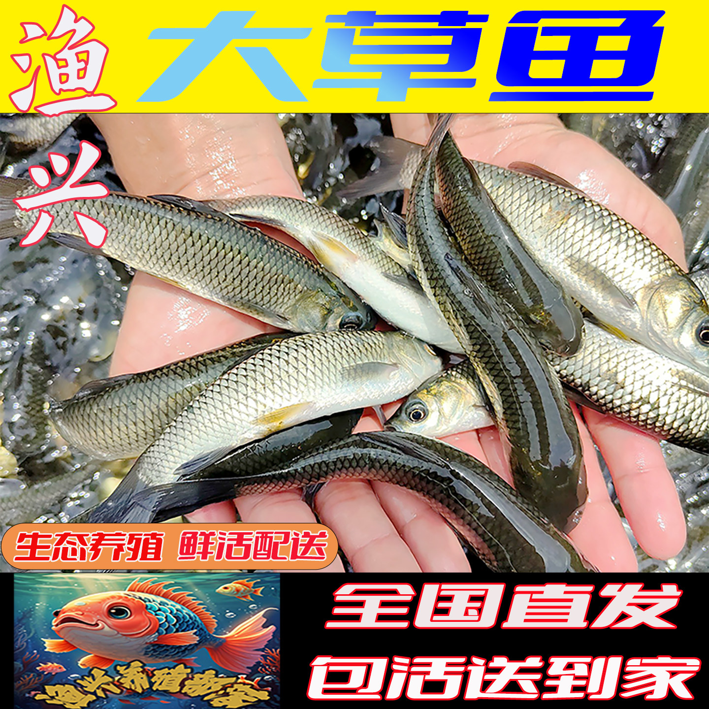中科鲫鱼苗活鱼苗淡水鱼苗批发本地中科5号鲫鱼苗特大工程鲫鱼苗