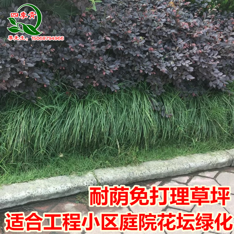 长麦冬草苗常绿植物小区工程绿化庭院沿阶草耐阴苗木长叶麦冬草 - 图2