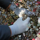 弘晨 Дышащие тонкие нескользящие полиуретановые износостойкие перчатки