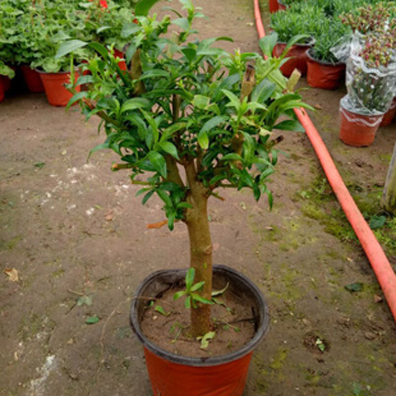 夜来香花树苗夜来香盆栽花卉植物室内驱蚊花苗浓香夜来香四季开花 - 图1