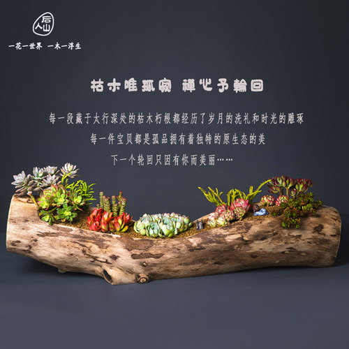 网红创意原生态多肉烂木头花盆简约个性阳台唐印石斛老树桩枯木槽 - 图2