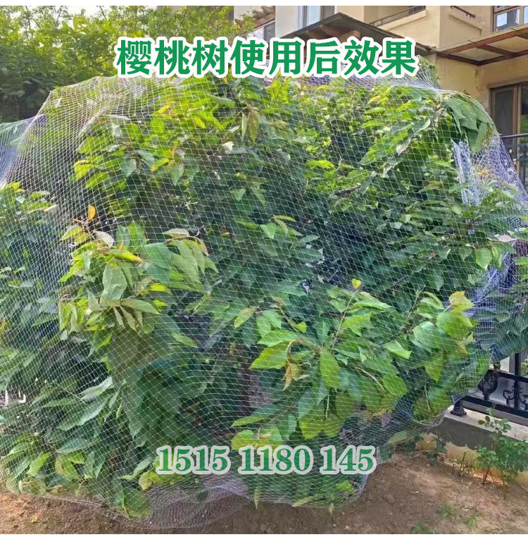 防鸟网草莓大棚果树樱桃葡萄梨树果园防鸟用网尼龙养殖网鱼塘天网