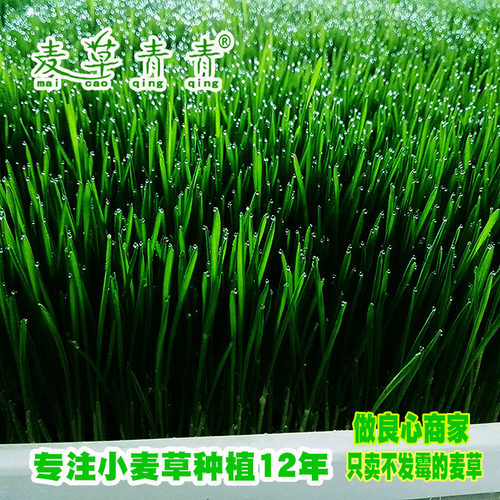 麦草青青富硒新鲜小麦草麦苗大麦落叶全天然清汁高碱性食品麦绿素 - 图0