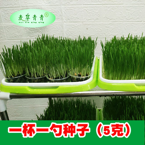 猫草种子小麦草麦苗籽种植套餐可水培土种营养土养猫兔子草清理毛 - 图1