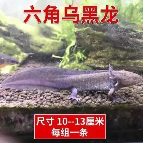 淡水冷水鱼六角恐龙鱼观赏鱼金鱼宠物鱼苗锦鲤鱼水族爬行宠物鱼 - 图2