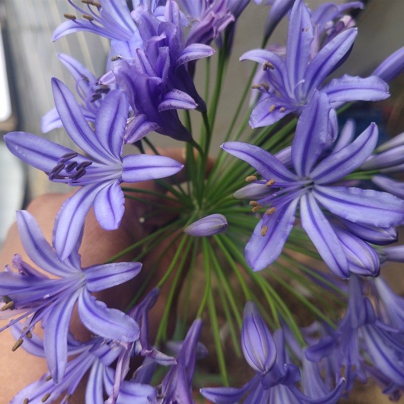 百子莲花苗根茎四季种植种球庭院阳台室外盆栽地栽耐热花卉绿植物,淘宝优惠券,粉丝福利购,淘宝优惠卷