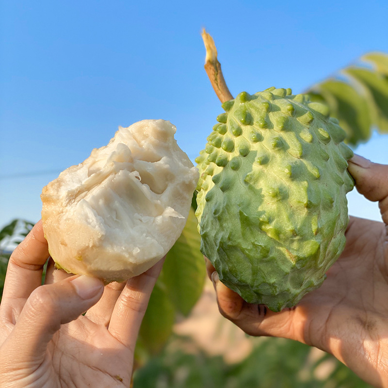 现货台湾凤梨5斤大目释迦果番荔枝新鲜水果应当季现摘佛头摩尼3斤 - 图0