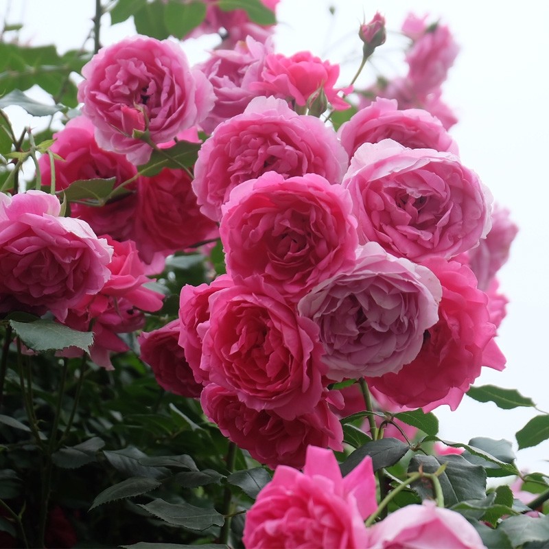 【大游行】藤本月季爬藤植物月季,淘宝优惠券,粉丝福利购,淘宝优惠卷