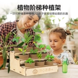 Посадка ручной работы овощи, цветы, батончик для посадки на солнце, ученики начальной школы Наблюдение за ростом