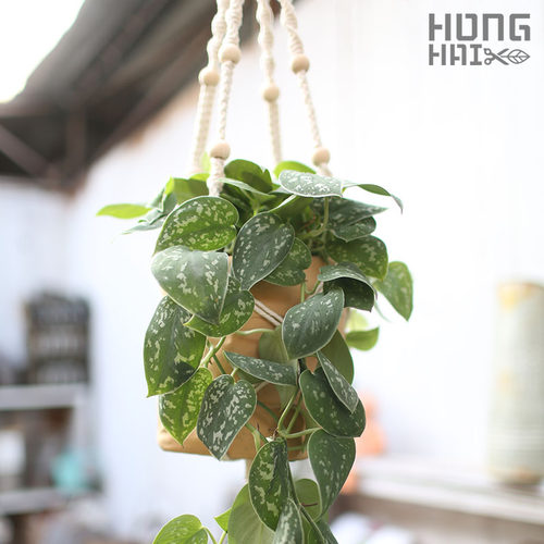 大叶小叶银斑葛绿萝盆栽室内绿植垂藤植物耐阴净化空气 - 图1
