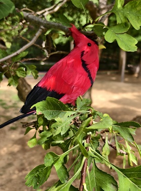 仿真羽毛小鸟伯劳鸟装饰摆件