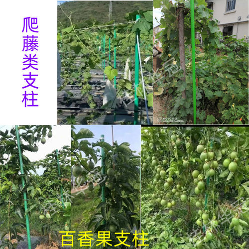 玻璃纤维管温室大棚骨架百香果立柱高强度包毡玻璃纤维杆支架 - 图1