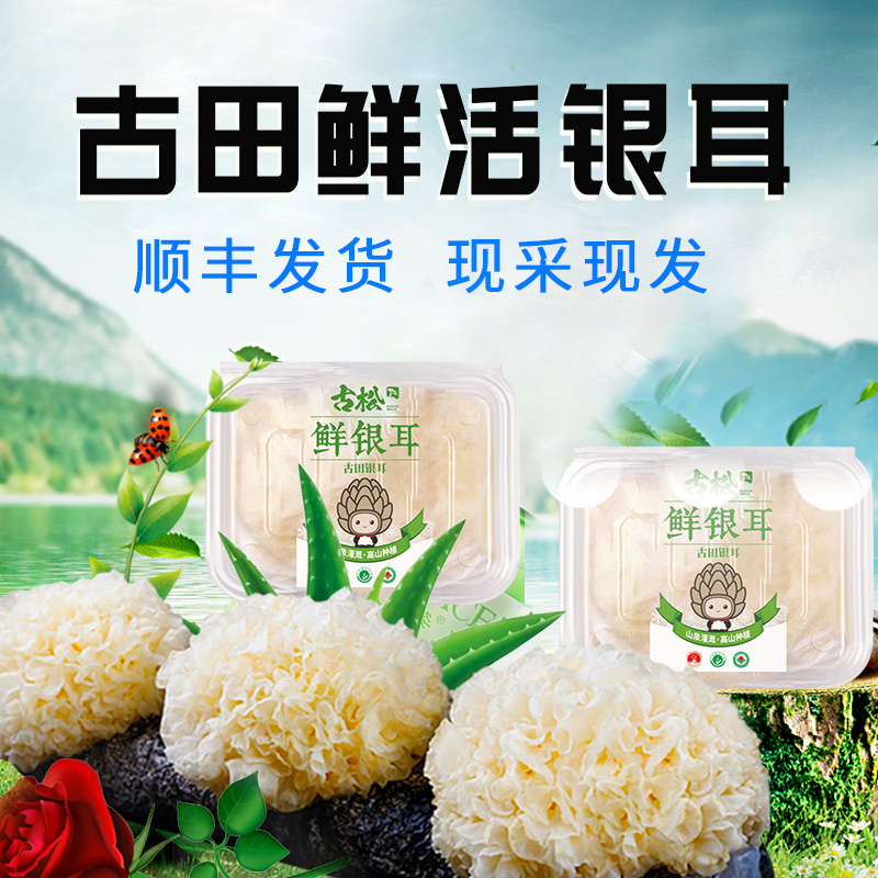 古松古田新鲜银耳带菌棒雪耳非干货白木耳银耳莲子羹5朵装500g-图0