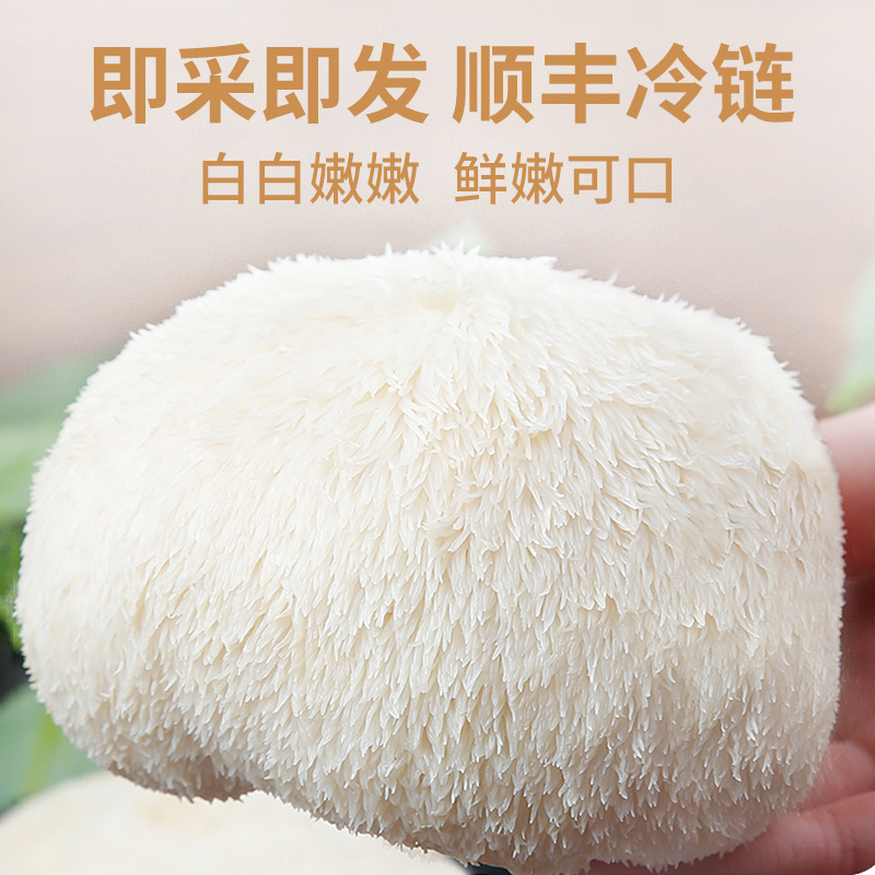 古松福建特产古田新鲜猴头菇当季食用新鲜猴头菌 猴菇2斤约6-10个