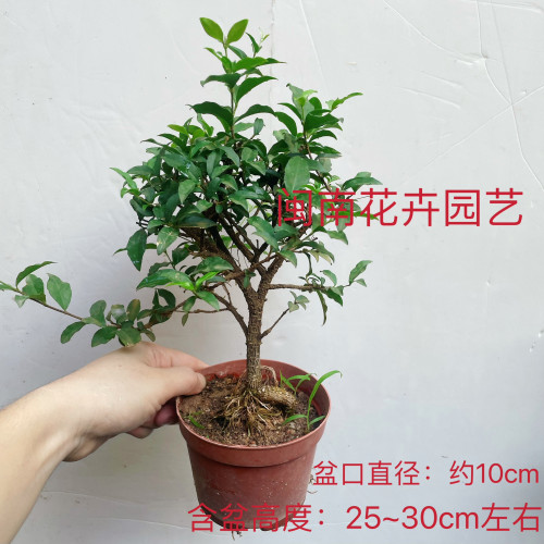 李氏樱桃盆栽耐寒花卉姬樱桃绿植观花果桌面茶几室内四季常青老桩 - 图0
