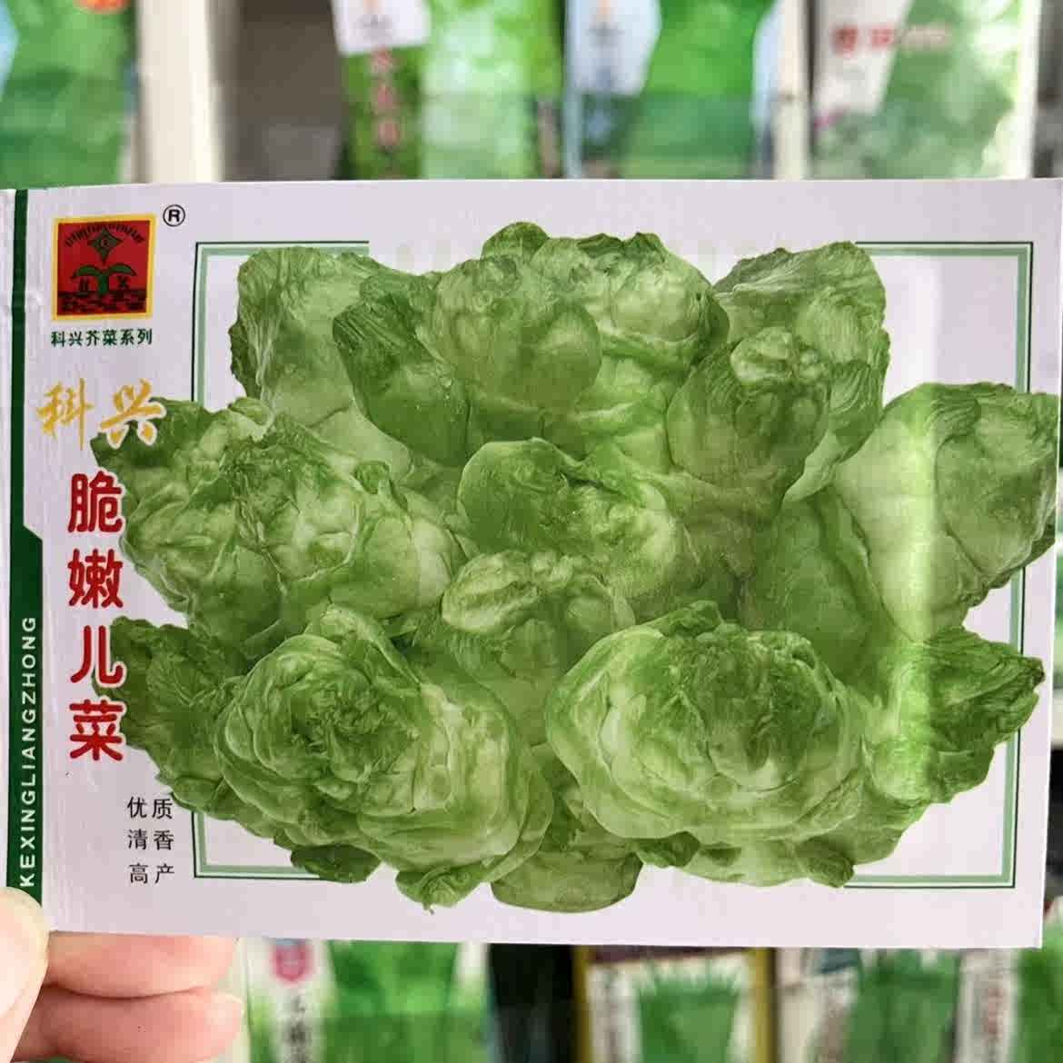 脆儿菜种 新人首单立减十元 22年9月 淘宝海外