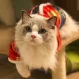 Кошка новогодняя одежда на северо -востоке Большой цветочный хлопчатобумажный куртка Новый год одежда домашние животные Tang Suit Cheongsam Dog Новая годовалая одежда