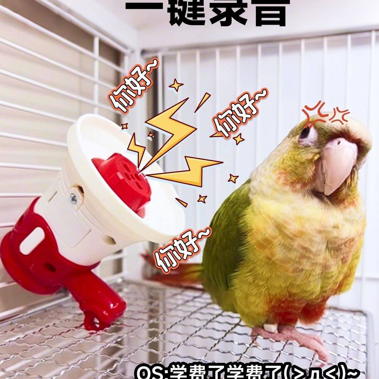 新款鹦鹉学说话器小型虎皮鹦鹉训练复读录音机玄凤吹口哨鸟玩具,淘宝优惠券,粉丝福利购,淘宝优惠卷