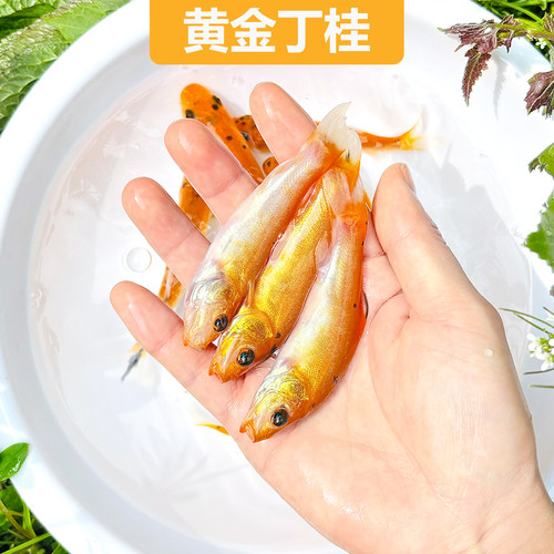 黄金丁桂红色丁桂鱼稀有红丁桂鱼苗黄化丁桂鱼万里挑一混养鱼医生 - 图0