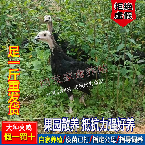 足一斤火鸡大种观赏鸡花色青铜火鸡散养黑色贝蒂娜火鸡巨型宠物鸡 - 图2