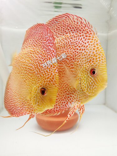 七彩神仙鱼野彩F1皮亚一栋德松老虎狗红卡鱼苗淡水热带观赏鱼包邮 - 图1