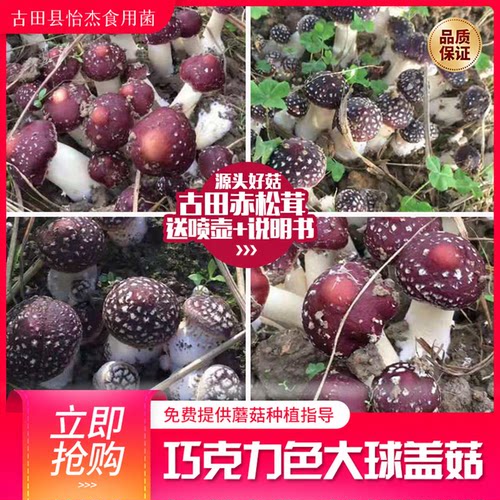 赤菇菌菇种新款大球盖菇种植包古田赤松茸栽培种免费提供技术指导 - 图0