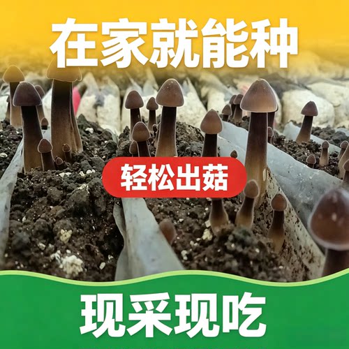 新款长根菇种包古田食用菌菇蘑菇棒 鸡枞菇种植包提供技术送指南 - 图1