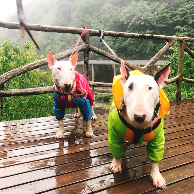 包邮狗狗雨衣柯基犬斗牛犬八哥可卡短脚小狗狗四脚防水全包雨衣 - 图2