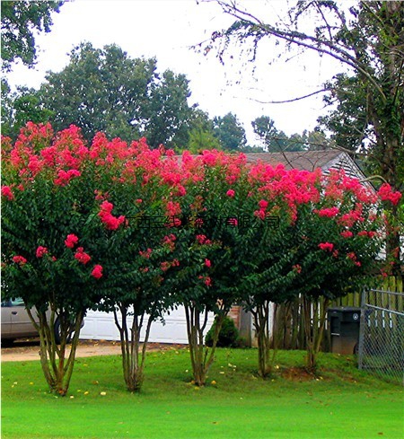四季庭院绿植丛生多杆紫薇树苗又名百日红进口红火箭花期超长-图2