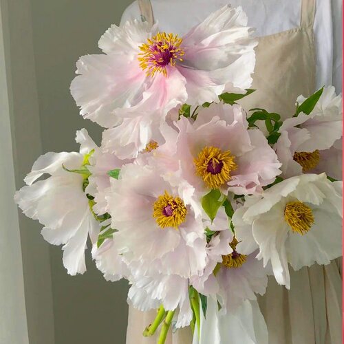 油画牡丹鲜花花束新鲜真花室内水培植物家用插花云南直发牡丹花 - 图0
