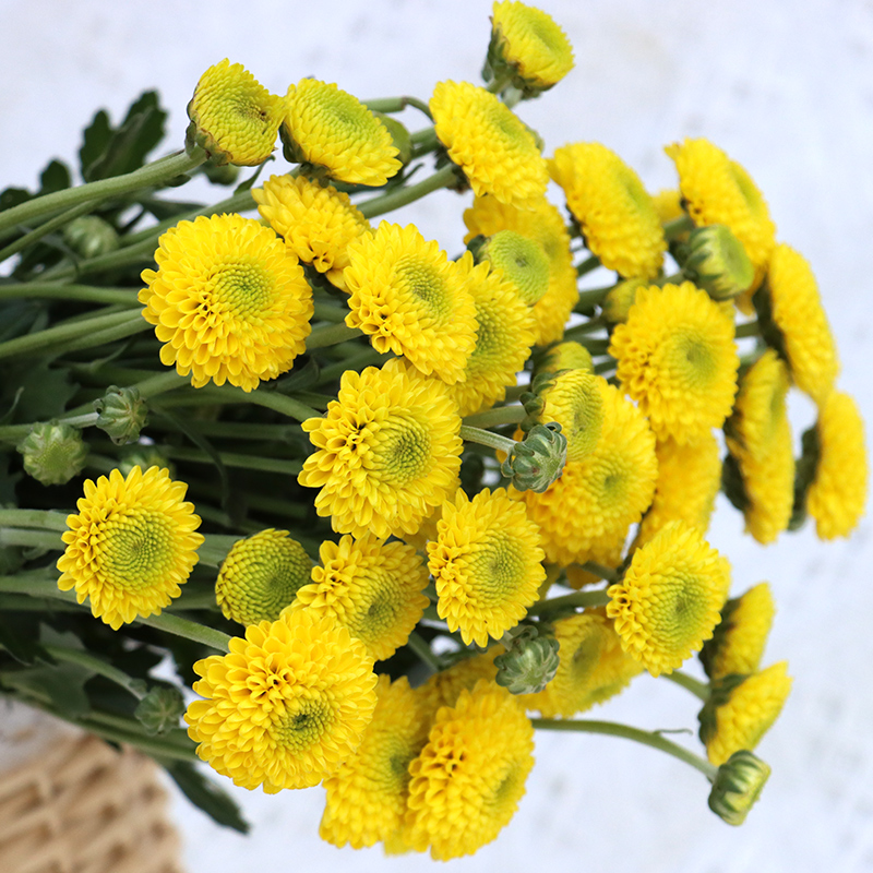 小雏菊鲜花云南基地直发昆明直供直批花束鲜花速递基地直发鲜切花