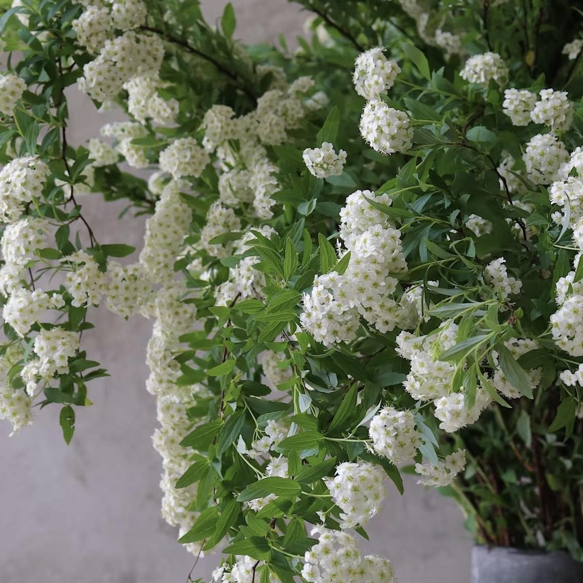 小手球鲜切花室内水培植物家用插花装饰摆件云南基地直发鲜花顺丰-图3