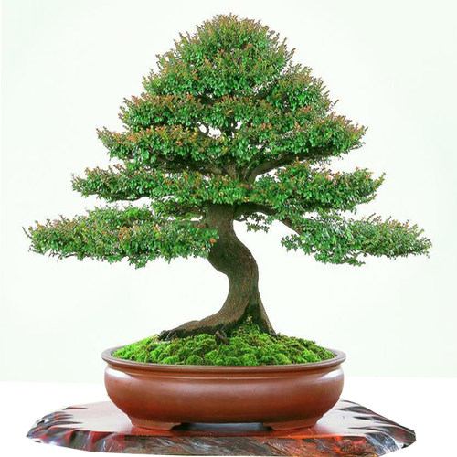 名贵黑骨茶黑檀木盆景树桩植物盆栽室内外桌面绿植小叶檀香紫檀树 - 图3