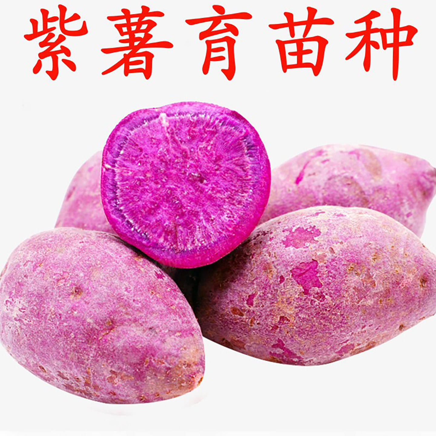 红薯种子蜜薯糖心红薯种高产新品种红心好吃的地瓜种烟薯25种红薯