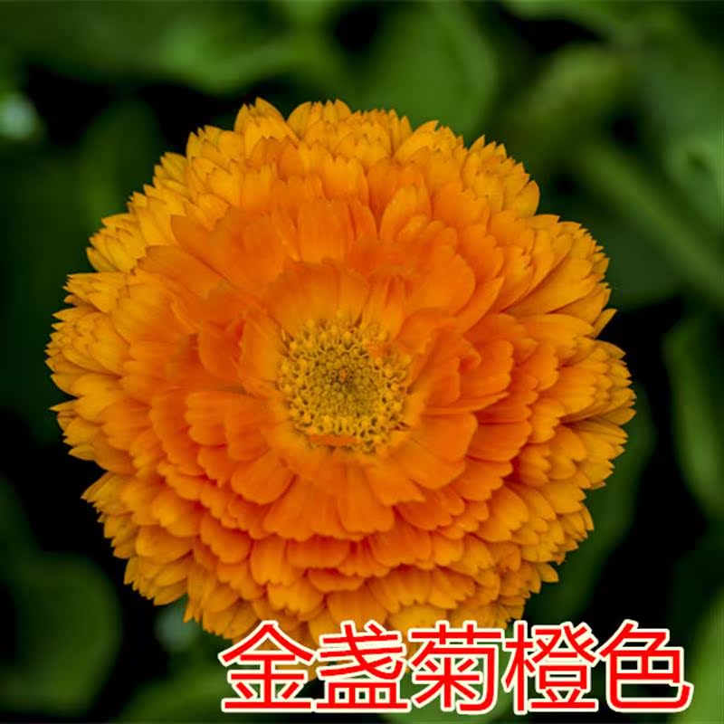 金盏菊花种子四季易活花种籽子长生菊花海易种盆栽耐寒耐阴花草籽 - 图1