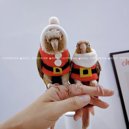 小型鹦鹉鸟保暖过冬厚款卫衣可爱卖萌衣服带领子帽子圣诞服鸟用品 - 图2