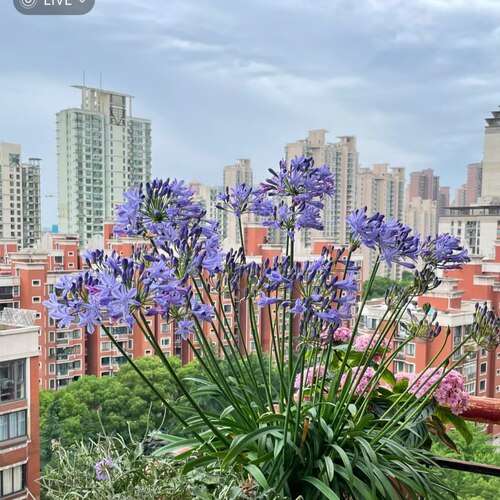 百子莲盆栽多年生耐热耐寒庭院阳台绿植易养花卉 - 图3