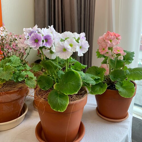 四季樱草盆栽报春花卉 花苗 喜凉花卉 易爆花植物 年宵花卉好养花 - 图2