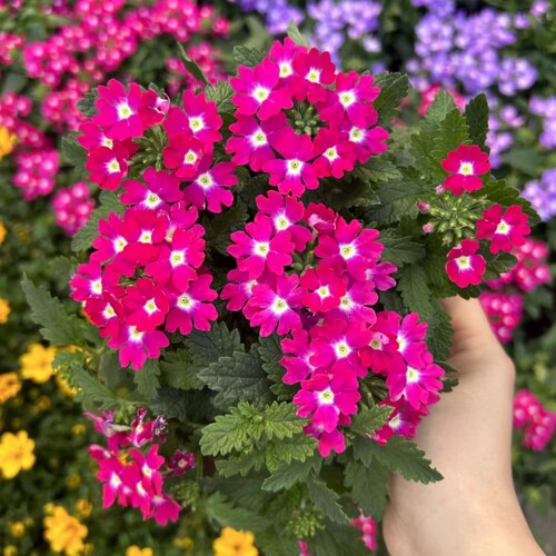 美女樱盆栽花卉好养易爆花花期长阳台庭院植物 - 图0