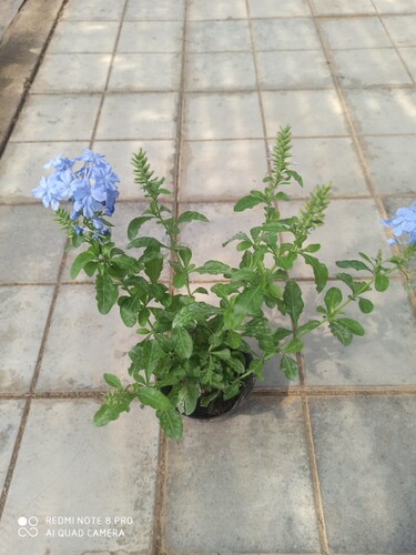 蓝雪花盆栽花卉 花苗 花期长 带花苞发货 四季好养 室内阳台庭院 - 图3