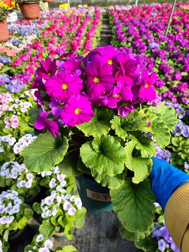 四季樱草盆栽报春花卉 花苗 喜凉花卉 易爆花植物 年宵花卉好养花 - 图0