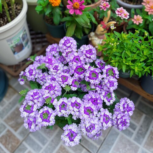 美女樱盆栽花卉好养易爆花花期长阳台庭院植物 - 图2