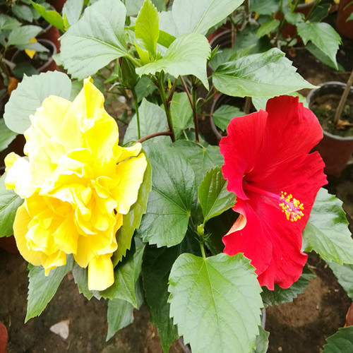 重瓣扶桑花 木槿 多色精品嫁接  庭院 阳台夏季容易好养植物大颗 - 图2