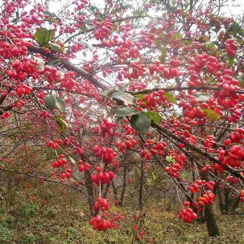 中药材野外山萸肉山芋肉250克 正品新货另有制炙山芋茱萸肉 - 图2