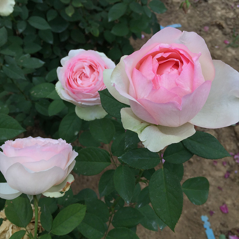 新品月季蒙娜丽莎月季花苗花卉阳台绿植盆栽多季微月玫瑰小苗,淘宝优惠券,粉丝福利购,淘宝优惠卷