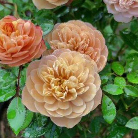 超微型小月季焦糖布丁小玫瑰丰花勤花多季开花阳台盆栽小苗,淘宝优惠券,粉丝福利购,淘宝优惠卷