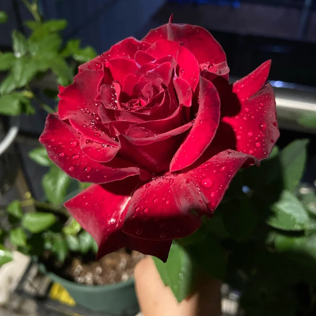 红丘/天家胭脂灌木浓香大花多头群开直立性好新手阳台庭院盆栽苗,淘宝优惠券,粉丝福利购,淘宝优惠卷