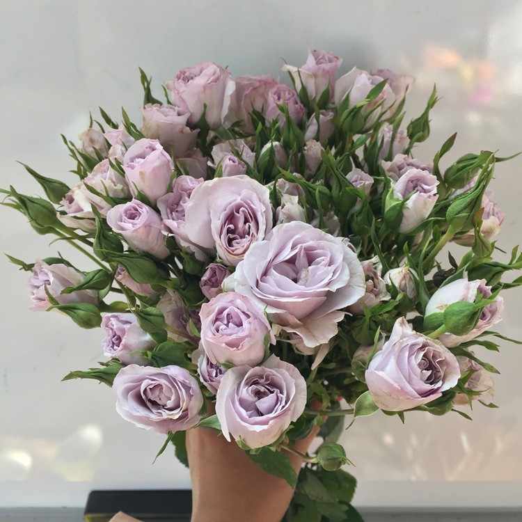 紫色蔷薇花 Top 100件紫色蔷薇花 22年12月更新 Taobao